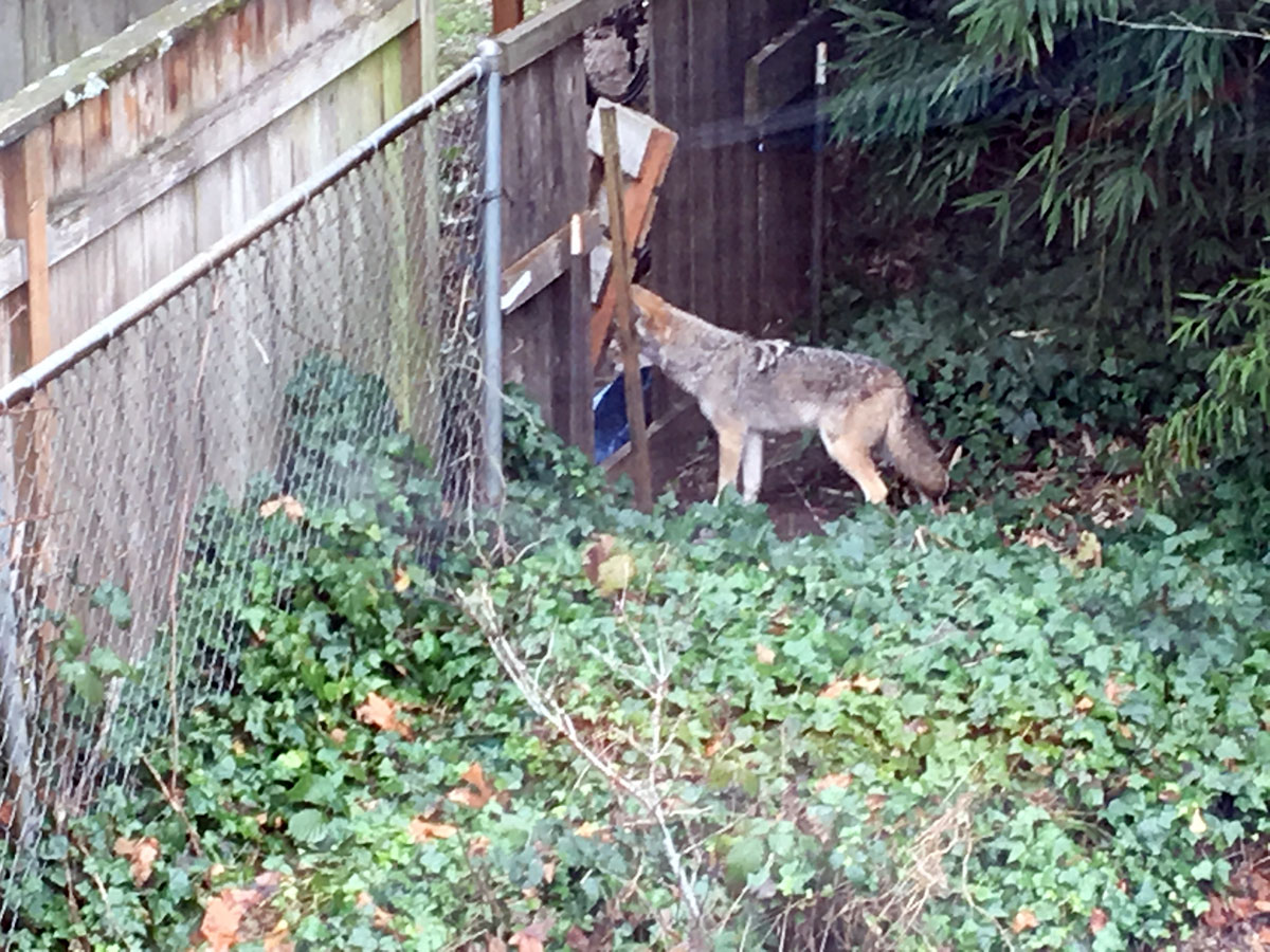 A coyote in my back yard - Living Room Realty