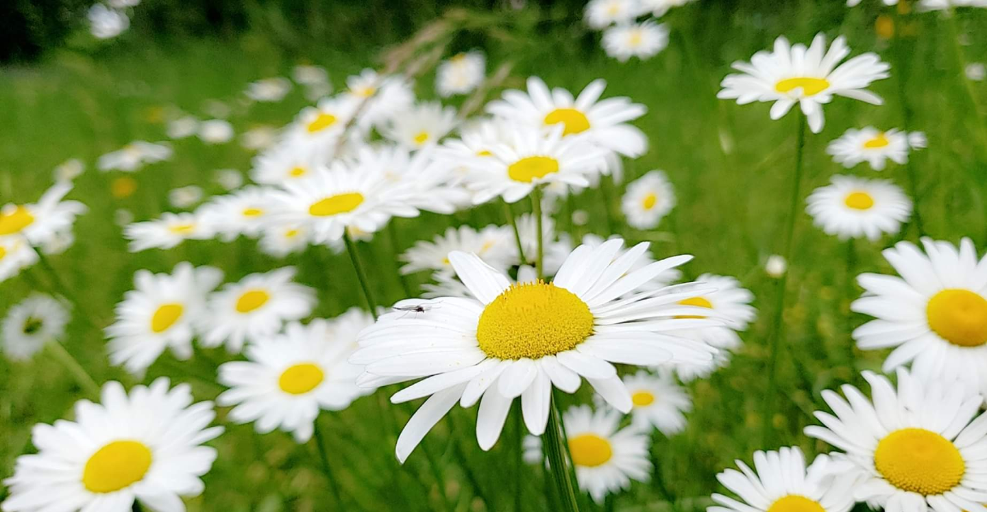 Coming up Daisies