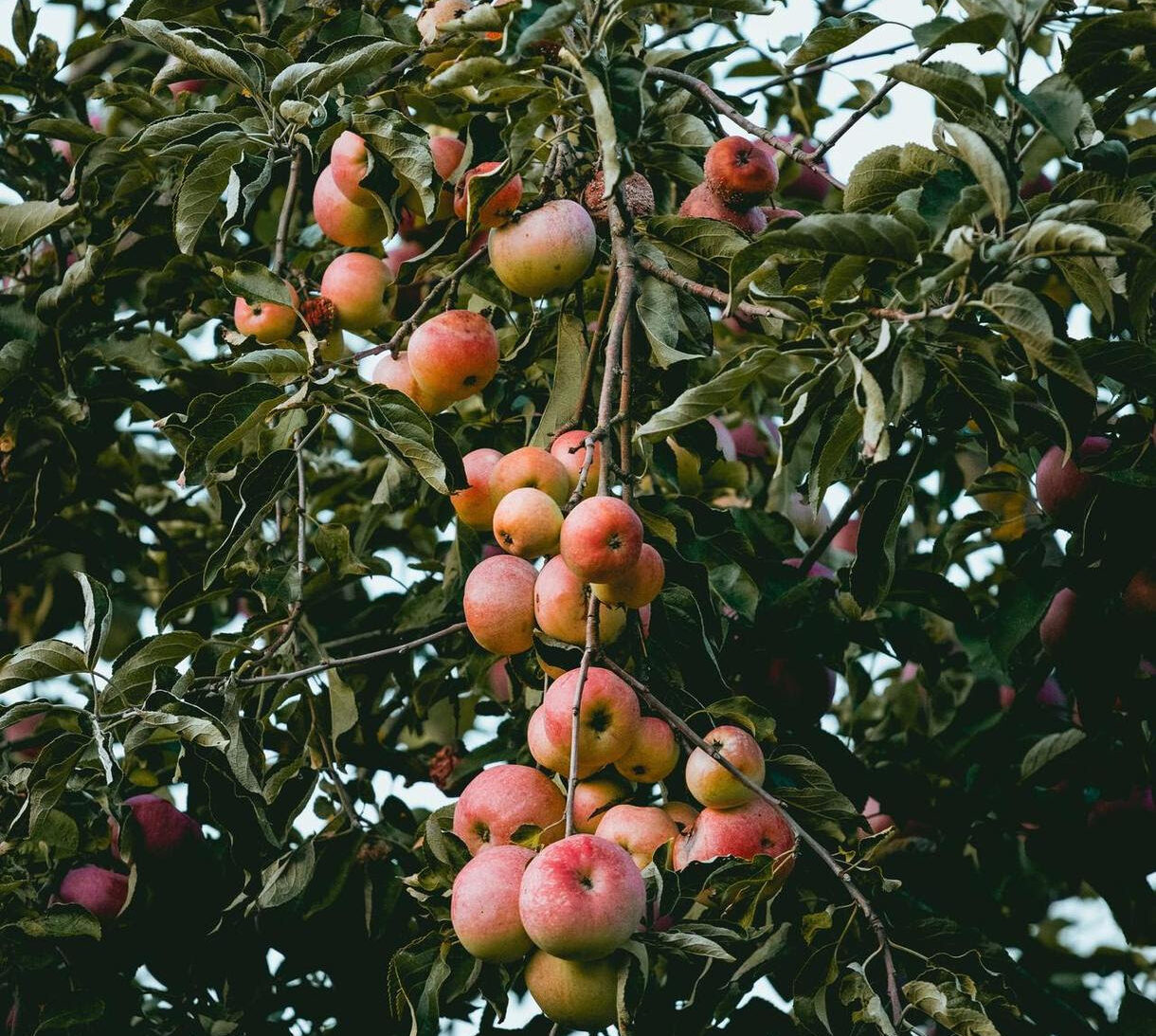 Portland Fruit Tree Project