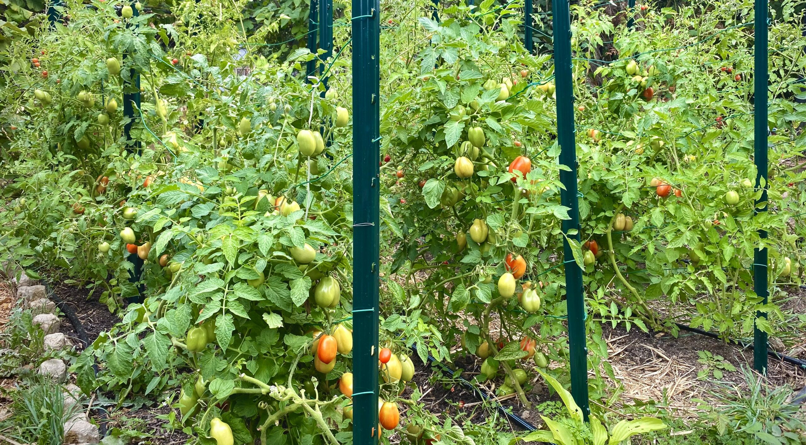 There is no such thing as too many tomatoes!